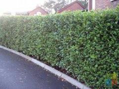 Griselinia Hedging - 700mm Tall Only $45 Per Meter