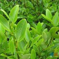 Griselinia Hedging - 700mm Tall Only $45 Per Meter (3 plants per meter) Delivered & Planted !!!