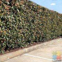 Need Privacy Fast ? Get The Fastest Growing Hedge Money Can Buy For Only $70 Per Meter !!!