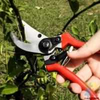 pruning staff